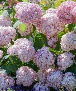 Alternative view of Hydrangea arborescens - Hortensja Candybelle Bubblegum