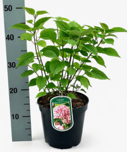 Hydrangea arborescens - Hortensja Candybelle Bubblegum