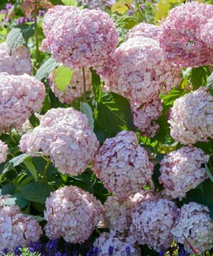 Alternative view of Hydrangea arborescens - Hortensja Candybelle Bubblegum
