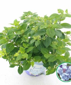 Alternative view of Hydrangea hybrid - Hortensja hybrydowa French Bolero Blue
