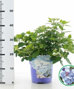 Hydrangea hybrid - Hortensja hybrydowa French Bolero Blue