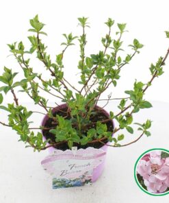 Hydrangea hybrid - Hortensja hybrydowa French Bolero Pink