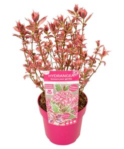 Hydrangea serrata - Hortensja Euphoria Pink