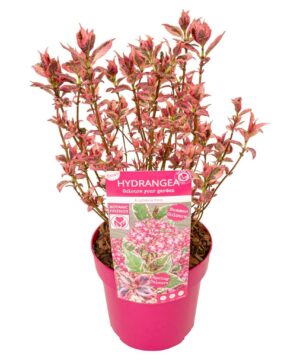 Hydrangea serrata - Hortensja Euphoria Pink