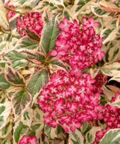 Alternative view of Hydrangea serrata - Hortensja Euphoria Pink