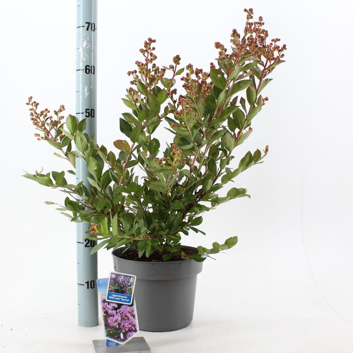 Lagerstroemia Indica - Lagerstroemia Indyjska / Bez Południa With Love Eternal - obrazek 2