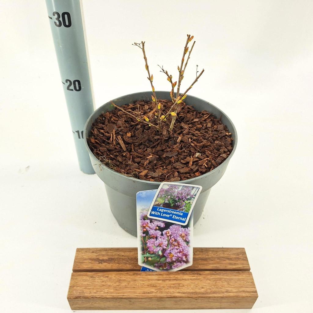 Lagerstroemia Indica - Lagerstroemia Indyjska / Bez Południa With Love Eternal - obrazek 3