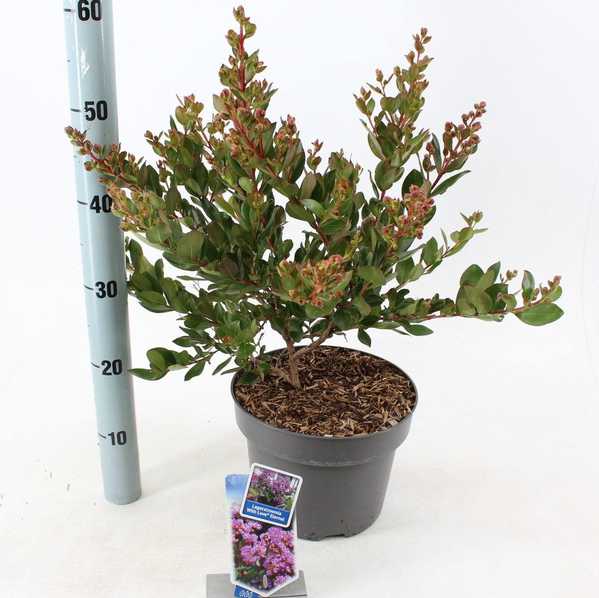 Lagerstroemia Indica - Lagerstroemia Indyjska / Bez Południa With Love Eternal