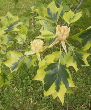 Alternative view of Liriodendron tulipifera - Tulipanowiec amerykański Aureomarginatum