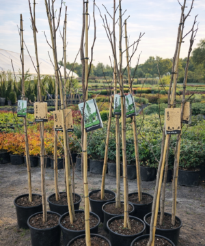 Liriodendron tulipifera - Tulipanowiec amerykański Aureomarginatum