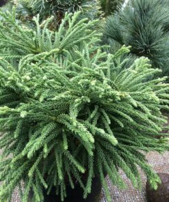 Cryptomeria jap. - Kryptomeria japońska Little Sonja