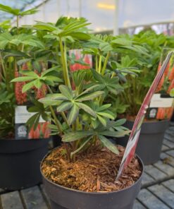 Alternative view of Lupinus - Łubin Westcountry Beefeater