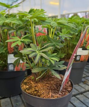 Alternative view of Lupinus - Łubin Westcountry Beefeater