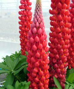 Lupinus - Łubin Westcountry Beefeater