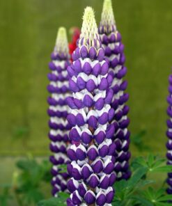 Lupinus - Łubin Westcountry Blacksmith