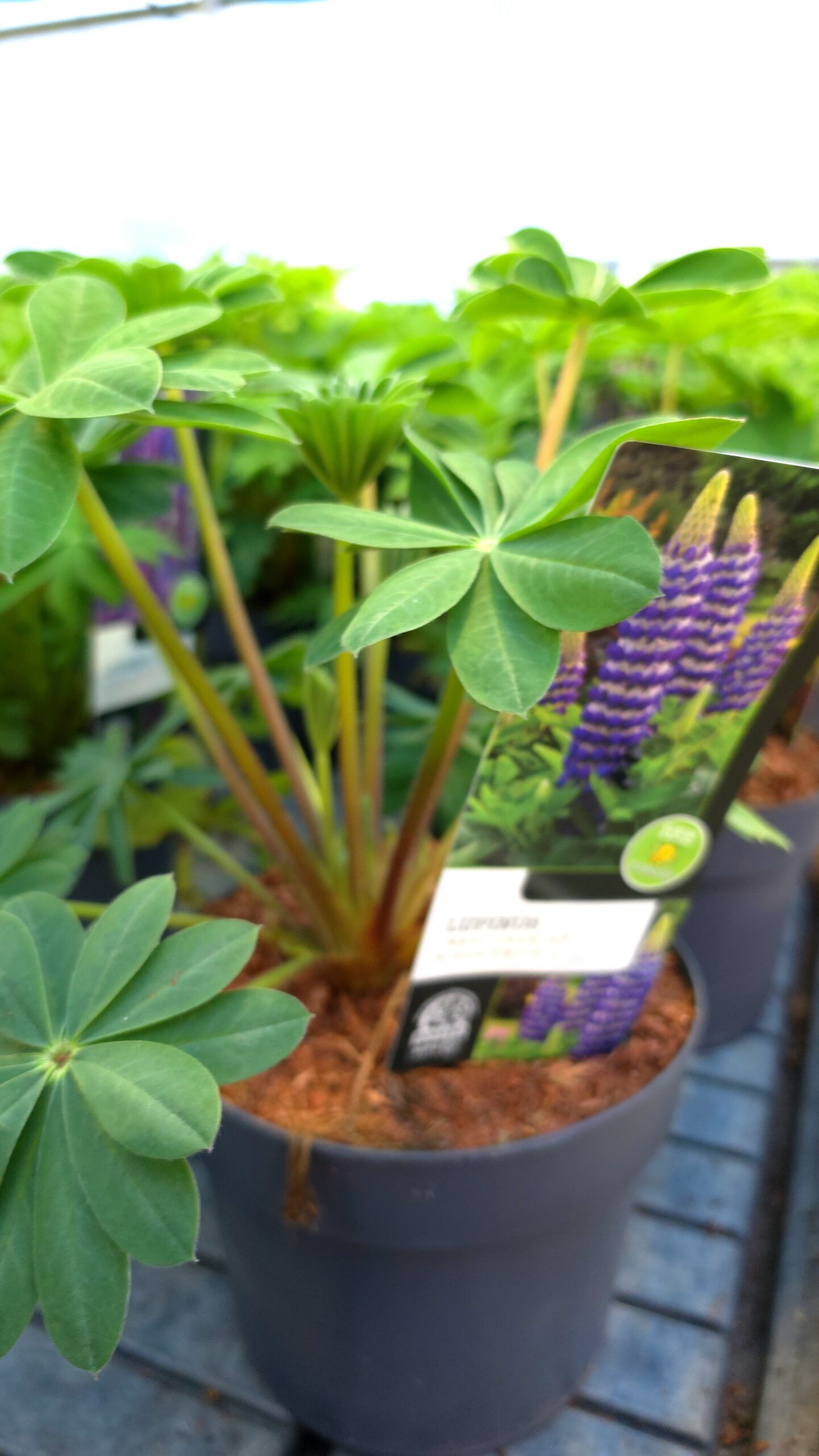 Lupinus - Łubin Westcountry Blacksmith - obrazek 3