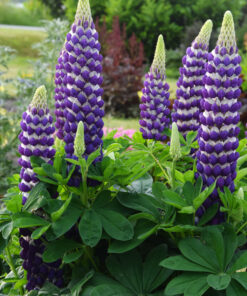 Alternative view of Lupinus - Łubin Westcountry Blacksmith