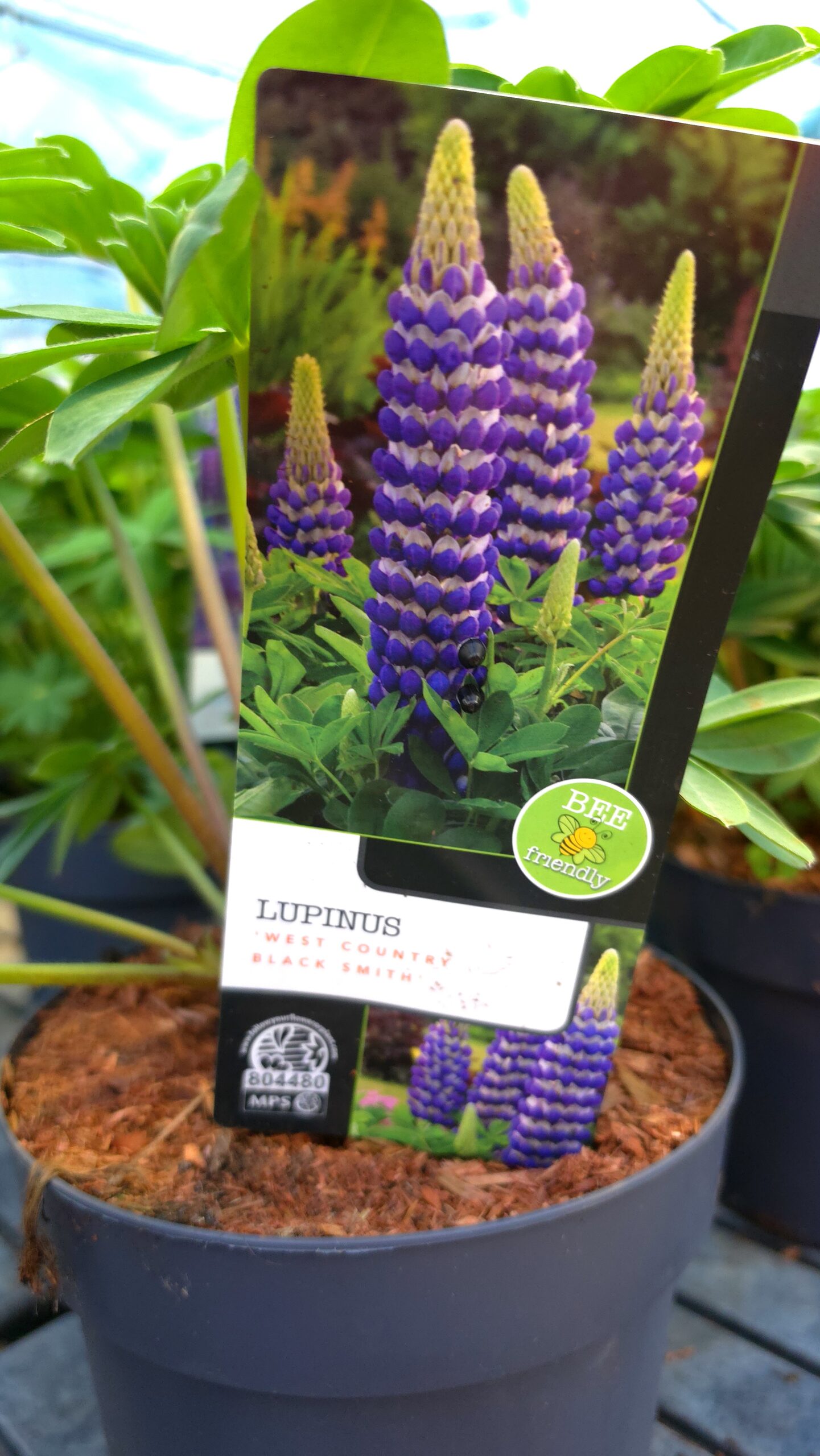 Lupinus - Łubin Westcountry Blacksmith - obrazek 4