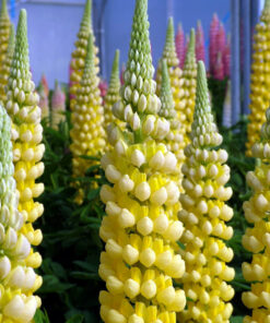 Lupinus - Łubin Westcountry Desert Sun