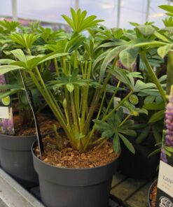 Alternative view of Lupinus - Łubin Westcountry Magic Lantern