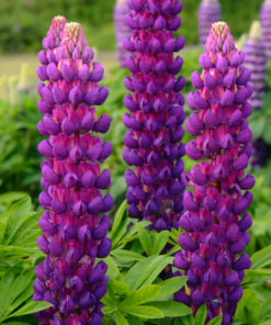 Lupinus - Łubin Westcountry Magic Lantern