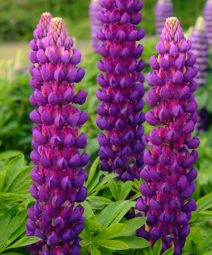 Lupinus - Łubin Westcountry Magic Lantern