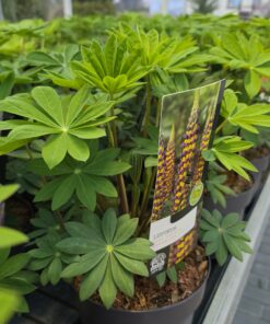 Alternative view of Lupinus - Łubin Westcountry Manhattan Lights