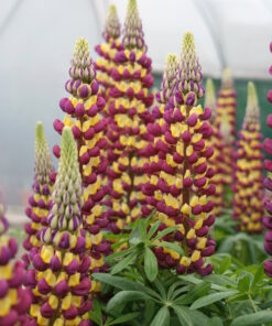 Lupinus - Łubin Westcountry Manhattan Lights