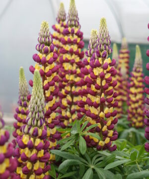 Lupinus - Łubin Westcountry Manhattan Lights