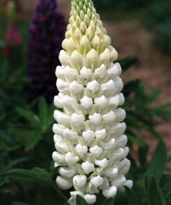 Lupinus - Łubin Westcountry Polar Princess