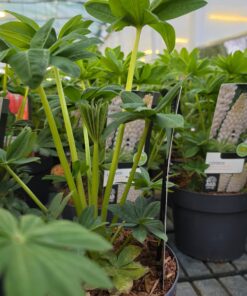 Alternative view of Lupinus - Łubin Westcountry Polar Princess