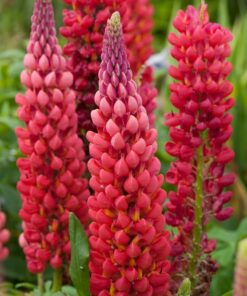 Lupinus - Łubin Westcountry Towering Inferno