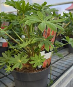 Alternative view of Lupinus - Łubin Westcountry Towering Inferno