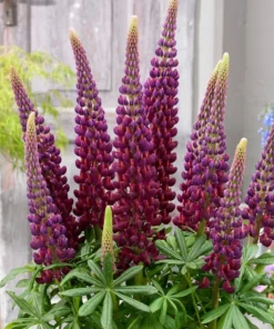 Alternative view of Lupinus - Łubin Westcountry Masterpiece