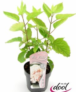 Hydrangea arborescens - Hortensja Candybelle Marshmallow