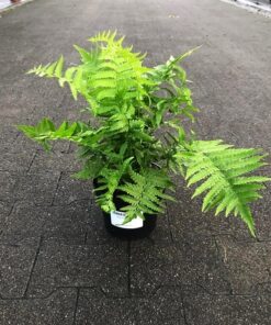 Alternative view of Matteuccia struthiopteris - Piuropusznik Strusi