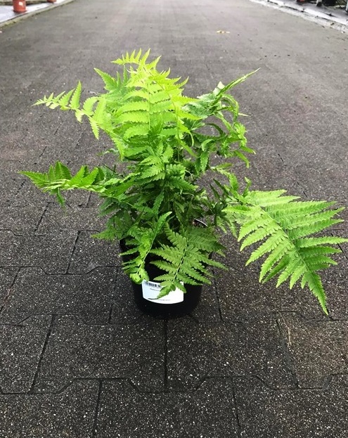 Matteuccia struthiopteris - Piuropusznik Strusi - obrazek 2