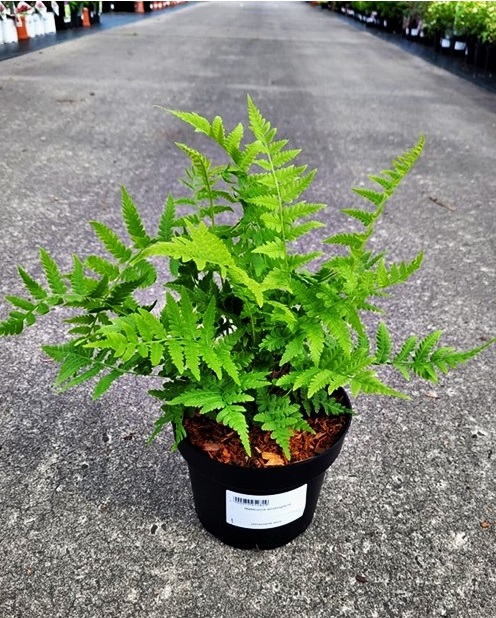 Matteuccia struthiopteris - Piuropusznik Strusi - obrazek 3