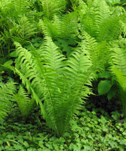 Matteuccia struthiopteris - Piuropusznik Strusi