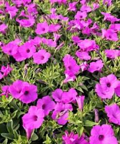 🌺 Mega Pakiet 24 Supertunia VISTA Jazzberry - taniej o 10% 💗