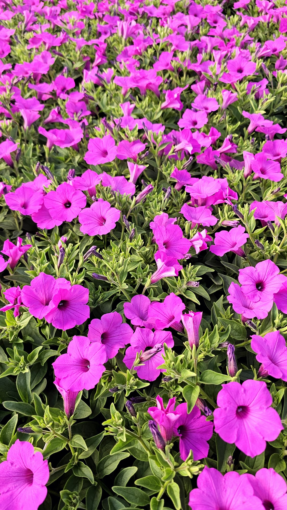🌺 Mega Pakiet 24 Supertunia VISTA Jazzberry - taniej o 10% 💗