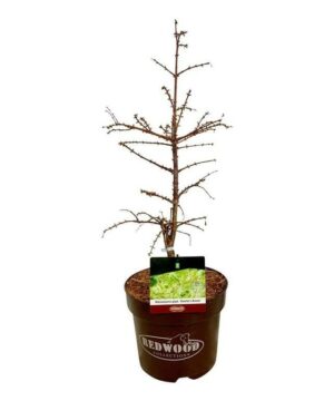 Metasequoia glyptostroboides - Metasekwoja chińska Hamlets Broom