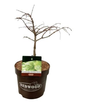 Metasequoia glyptostroboides - Metasekwoja chińska Schirrmann's Nordlicht