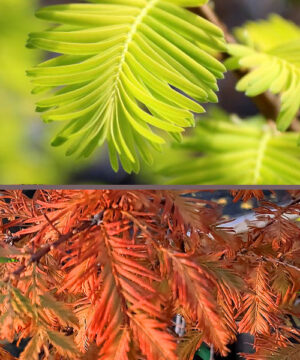 Alternative view of Metasequoia glyptostroboides - Metasekwoja chińska Hamlets Broom