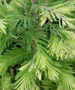 Alternative view of Metasequoia glyptostroboides - Metasekwoja chińska Schirrmann's Nordlicht