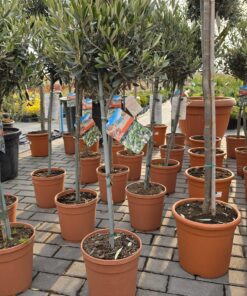 Alternative view of Olea Europaea - Oliwka Europejska na Pniu