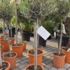 Olea Europaea - Oliwka Europejska na Pniu