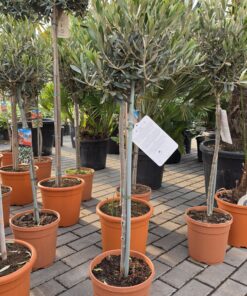 Olea Europaea - Oliwka Europejska na Pniu