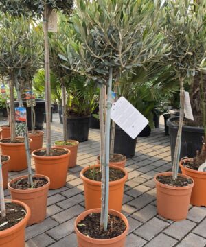 Olea Europaea - Oliwka Europejska na Pniu