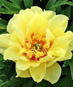 Paeonia Itoh - Piwonia Itoh Bartzella